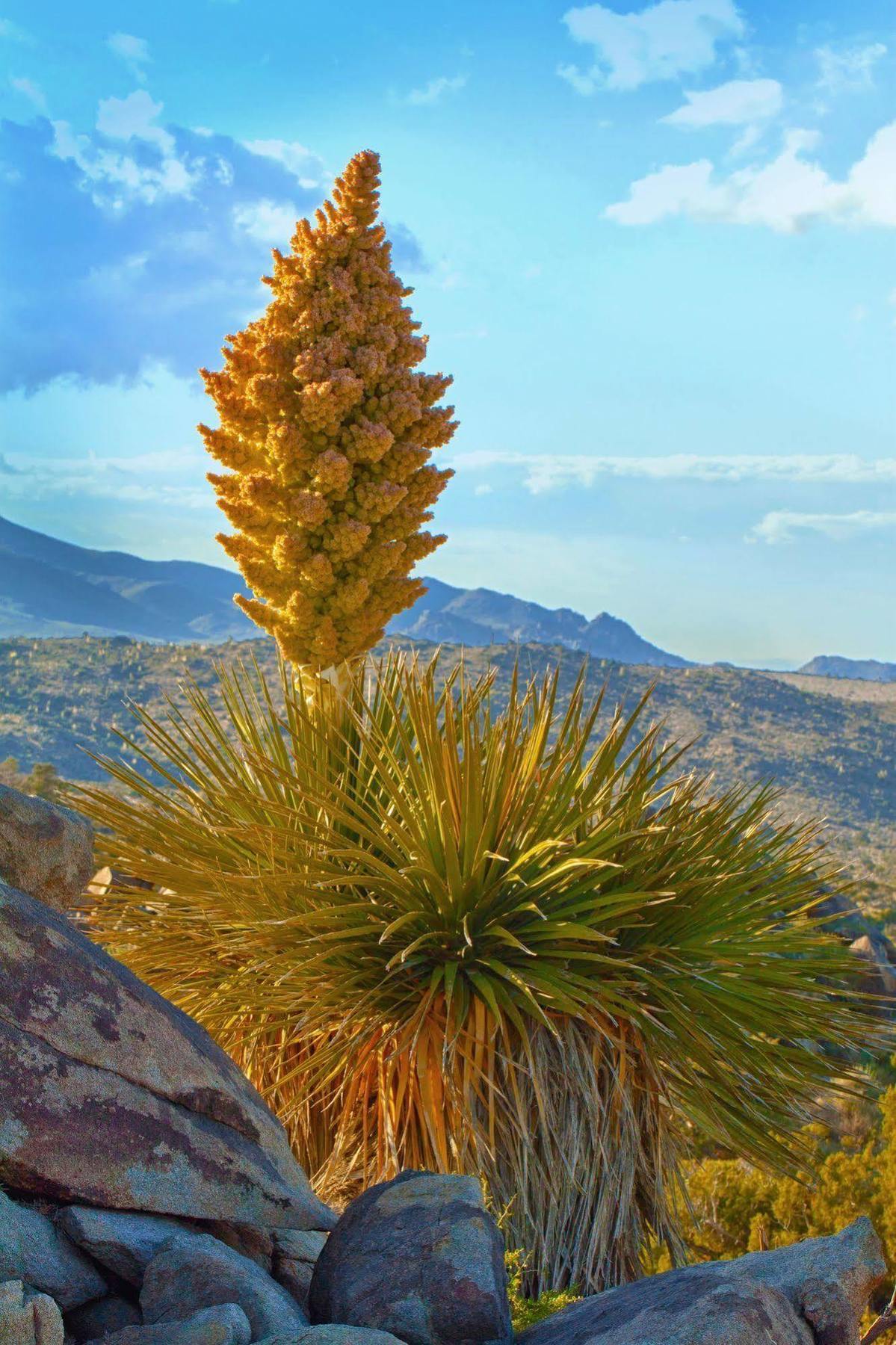 Hyatt Vacation Club At Desert Oasis Cathedral City Luaran gambar